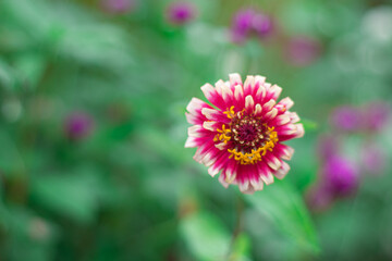 ヒャクニチソウ