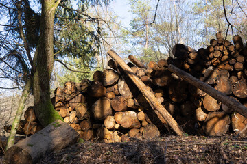 Village yard, preparing firewood for the winter