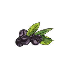 Hand drawn colorful acai berries with leaves sketch style