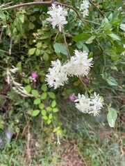 wild clematis green plants white flowers