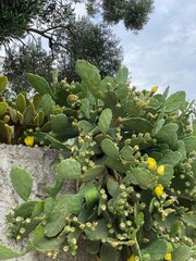 Opuntia ficus indica cactus prickly pear blooms yellow in Croatia