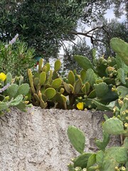 Opuntia ficus indica cactus prickly pear blooms yellow in Croatia