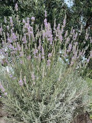 Lavandula angustifolia Angustifolia lavender long purple flowers