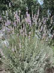 Lavandula angustifolia Angustifolia lavender long purple flowers