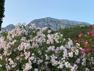 Nerium oleander Common oleander at foot of mountains in Croatia