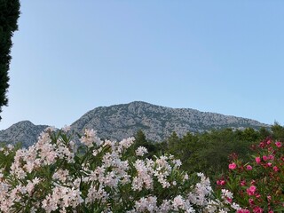 Nerium oleander Common oleander at foot of mountains in Croatia