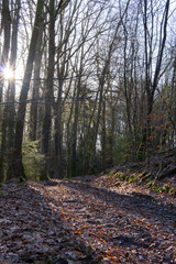 Nature and a walk in the forest