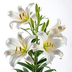 Fototapeta na wymiar illustration with light lily flowers isolated on white background