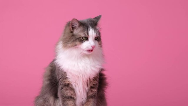 Cute gray cat on pink background. Monochrome background with space for text. Postcard with a cat for Valentine's Day, spring, women's day