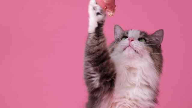 Cute gray kitten begging for food sitting on a pink background. A human hand is holding meat and feeding the fluffy cat.