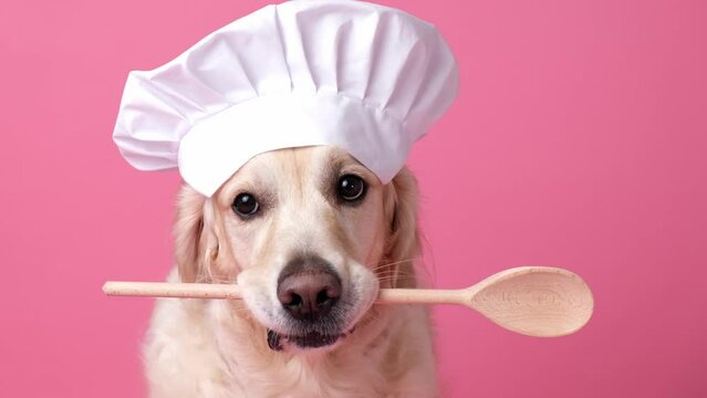 Dog in a chef's hat and with a spatula in his mouth on a pink background. Golden Retriever in chef costume for restaurant, cafe or banner