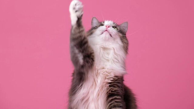 Cute gray kitten begging for food sitting on a pink background. A human hand is holding meat and feeding the fluffy cat.