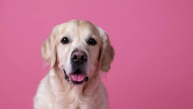 Portrait of a happy dog on a pink background with space for text. Golden retriever sitting on monotonous background