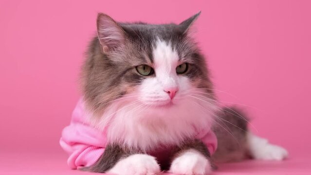 Cute gray cat in sweatshirt on pink background. Monochrome background with space for text. Postcard with cat for Valentine's Day, spring, women's day