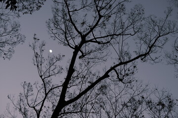 月に照らされる木々