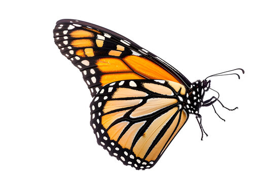 Isolated monarch butterfly on a white background 