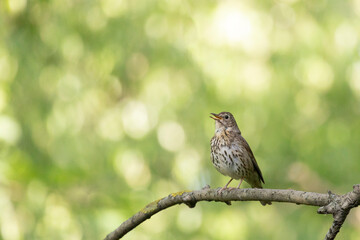 field thrush sits on a tree branch