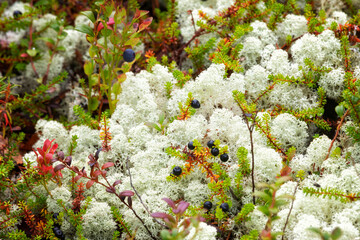 Various tundra plants close-up in autumn