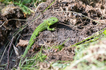 Naklejka na ściany i meble small green lizard in the grass