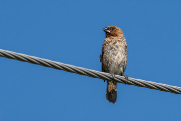 Scaly-breasted munia or spotted munia (Lonchura punctulata), known in the pet trade as nutmeg mannikin or spice finch in Thailand