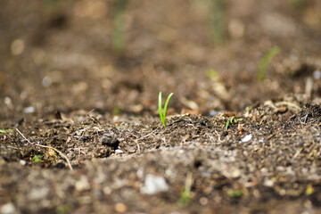 A small green plant growing from the ground during spring vegetation in the garden.