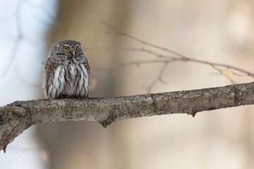 Eurasian pygmy owl sitting on a tree branch in spring day close up