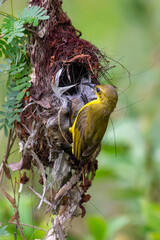 Ornate sunbird (Cinnyris ornatus) in a tree in Sinapore.