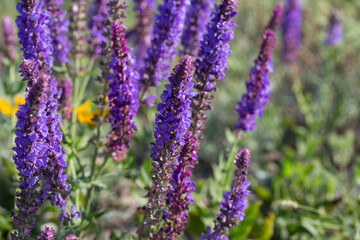 Blossoming sage on a summer meadow