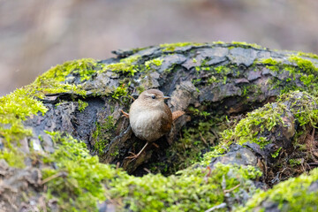 Eurasian wren sits on an old stump close up