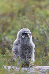 Nestling Great Gray Owl sitting on a log close up