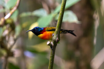 Green-tailed sunbird (Aethopyga nipalensis) or Nepal yellow-backed sunbird on Doi Inthanon National Park Chiang Mai, Thailand