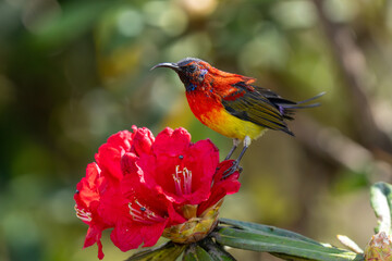 Mrs. Gould's sunbird (Aethopyga gouldiae) close up in Doi Inthanon National Park, Chiang Mai, Thailand.