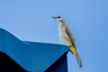 Yellow-vented bulbul (Pycnonotus goiavier), or eastern yellow-vented bulbul close up on blue sky.