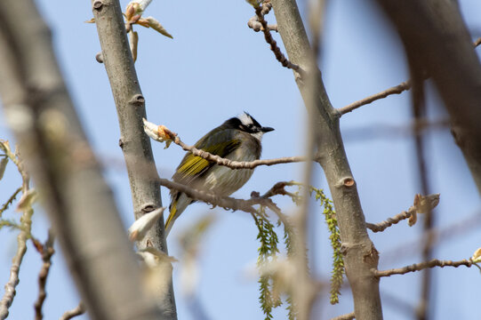Light-vented bulbul (Pycnonotus sinensis), also called the Chinese bulbul in a tree.