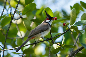 A red-whiskered bulbul bird (Pycnonotus jocosus), or crested bulbul, perched in the rainforest of thailand or singapore