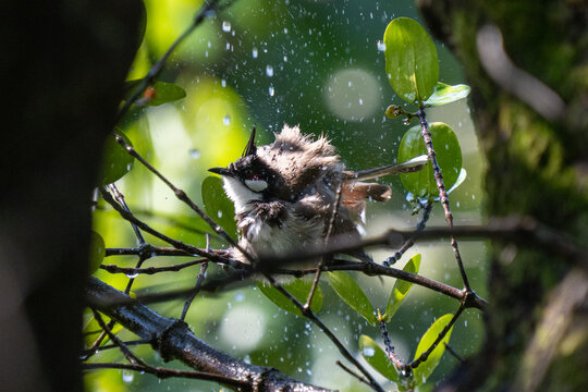 A red-whiskered bulbul bird (Pycnonotus jocosus), or crested bulbul, bathing in the rainforest of thailand or singapore
