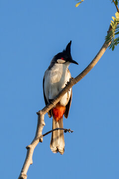 A red-whiskered bulbul bird (Pycnonotus jocosus), or crested bulbul, perched in the rainforest of thailand or singapore