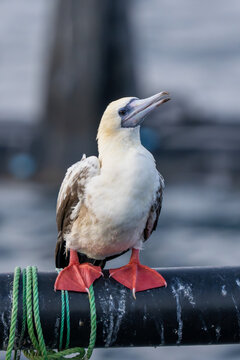 Red-footed booby (Sula sula) close up. A second winter bird.
