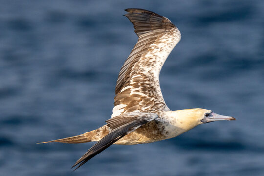 Red-footed booby (Sula sula) in flight. A second winter bird.