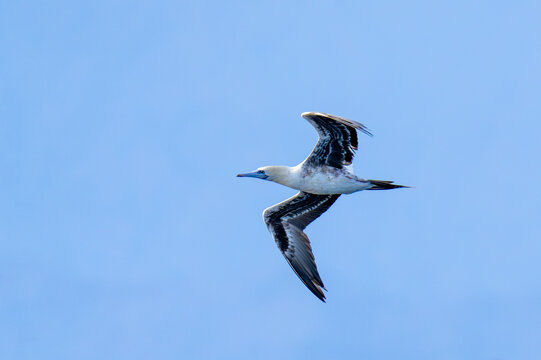 Red-footed booby (Sula sula) in flight. A second winter bird.