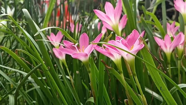 Rain lily swaying in the wind, fairy lily, zephyr lily, and magic lily are the common names of several species of flowering plants belonging to the genera Zephyranthes and Habranthus
