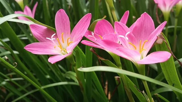 Rain lily swaying in the wind, fairy lily, zephyr lily, and magic lily are the common names of several species of flowering plants belonging to the genera Zephyranthes and Habranthus