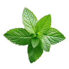 Fresh mint leaves clip art