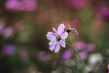 Wildlife and wild flowers along the in the fields West Virginia