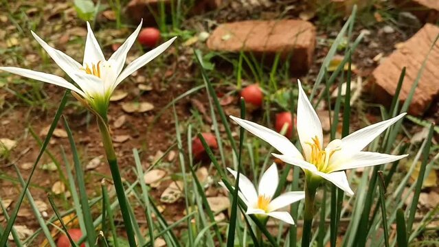 Rain lily swaying in the wind, fairy lily, zephyr lily, and magic lily are the common names of several species of flowering plants belonging to the genera Zephyranthes and Habranthus