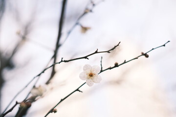 咲き初めの冬桜、梅