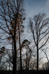 Baumkronen mit wunderschön blauem Himmel