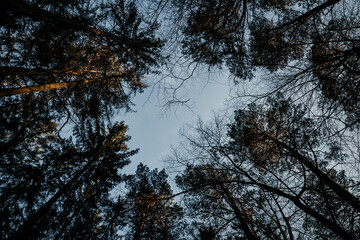 Baumkronen mit wunderschön blauem Himmel