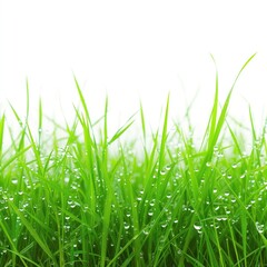 fresh green grass on white background