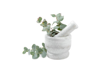 Eucalyptus leaves and mortar isolated on white background.Spa concept.Ingredients for alternative...